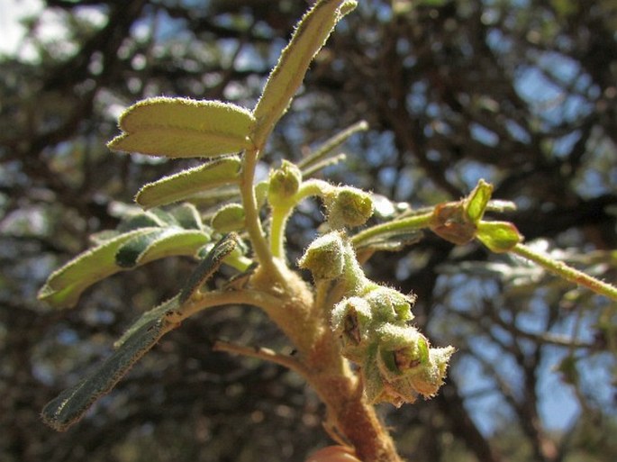 Polylepis weberbaueri