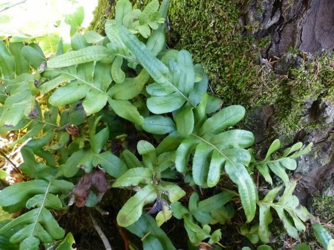 Polypodium scouleri