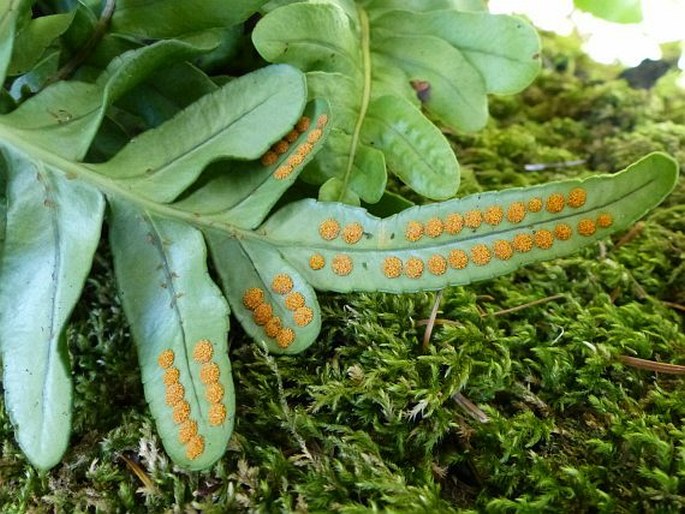 Polypodium scouleri