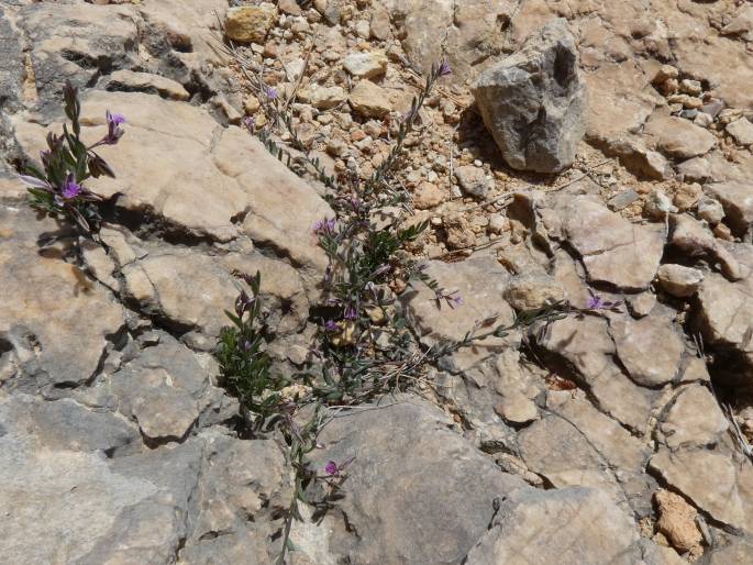 Polygala rupestris