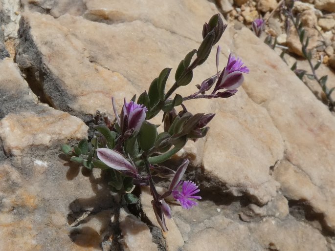 Polygala rupestris