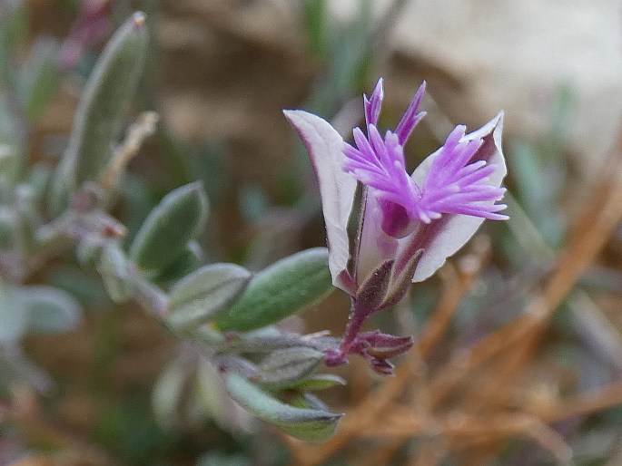 Polygala rupestris