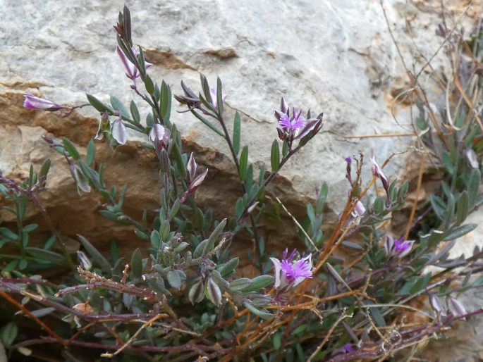 Polygala rupestris