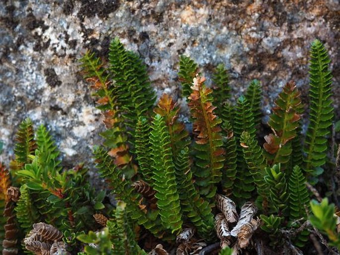 POLYSTICHUM ANDINUM Phil. - kapradina / papraďovec