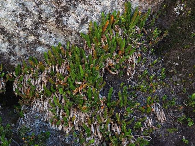 Polystichum andinum