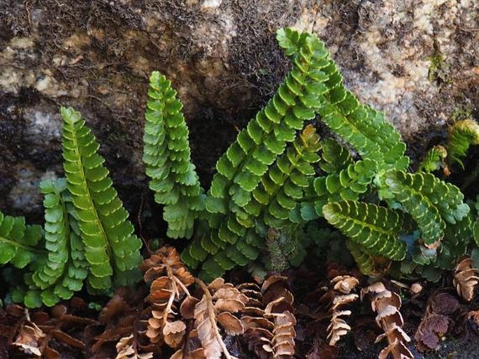 Polystichum andinum