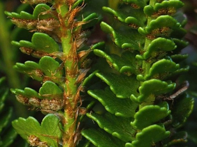 Polystichum andinum