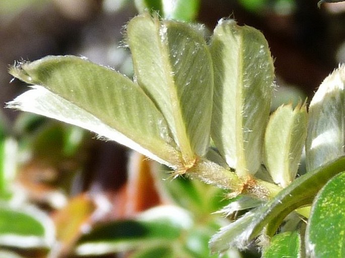 Polylepis sericea