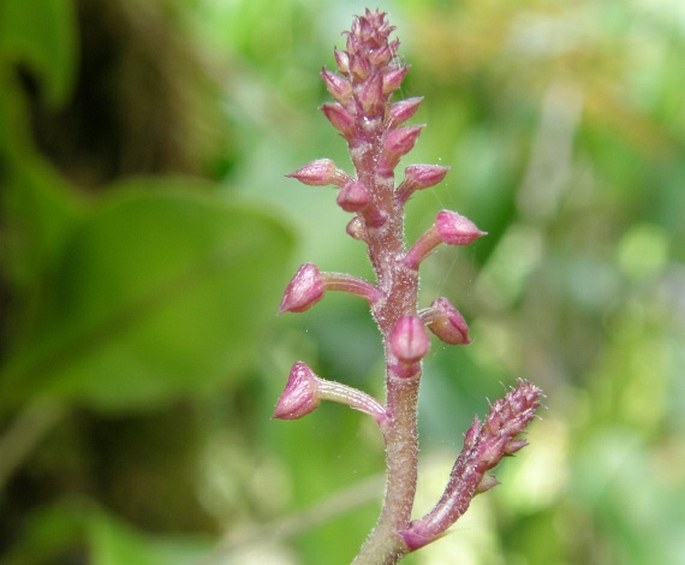 POLYSTACHYA ROSEA Ridl.