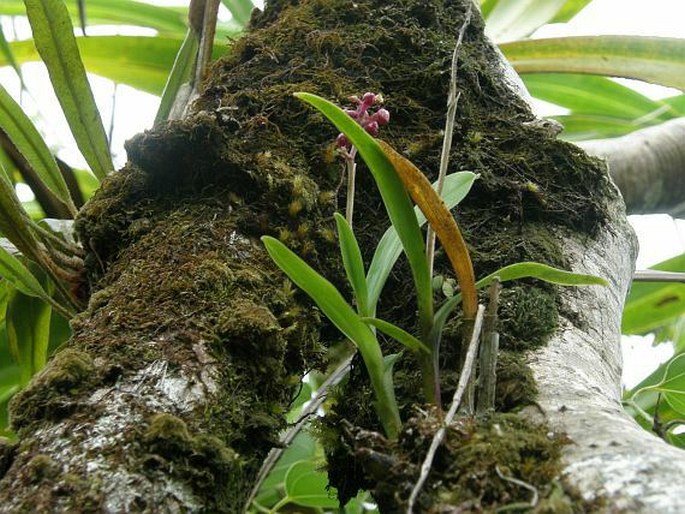 Polystachya rosea