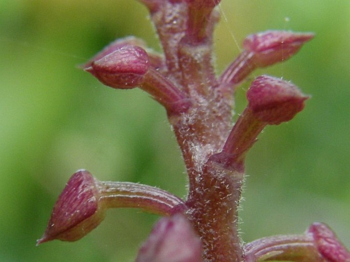 Polystachya rosea