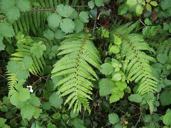 Polystichum setiferum