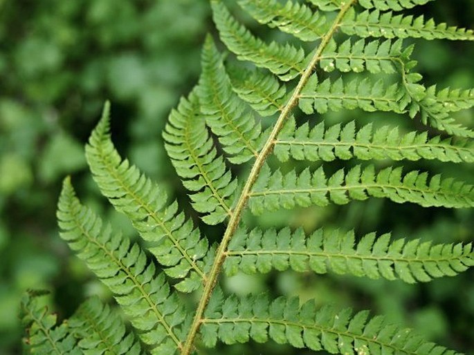 Polystichum setiferum