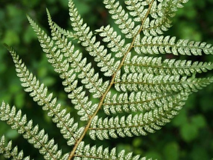 Polystichum setiferum