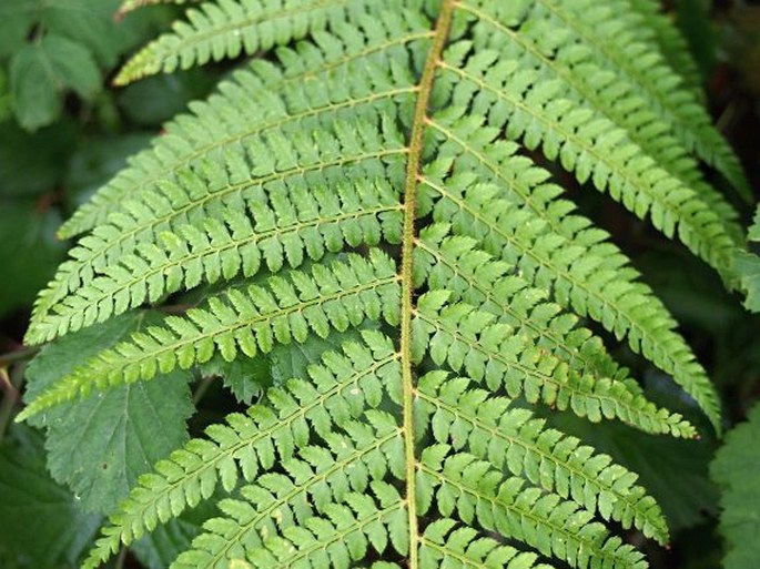 POLYSTICHUM SETIFERUM (Forssk.) Moore ex Woyn. - kapradina / papraďovec