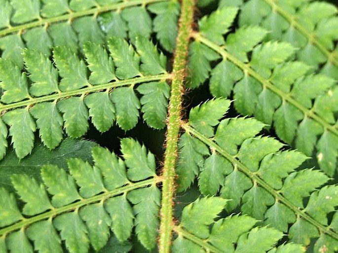 Polystichum setiferum