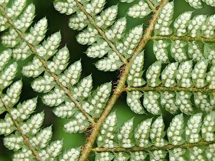 Polystichum setiferum