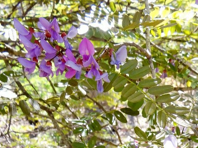 Pongamiopsis pervilleana