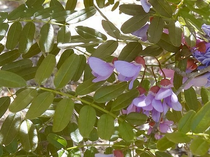 PONGAMIOPSIS PERVILLEANA (Baill.) R. Vig.