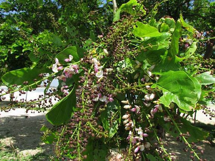 Pongamia pinnata