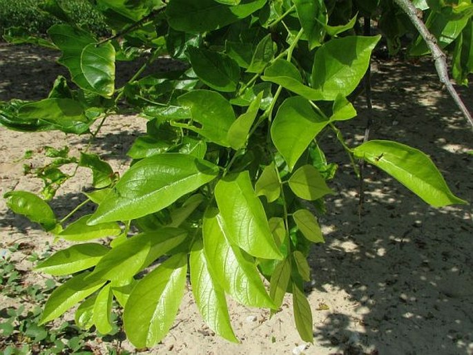 Pongamia pinnata