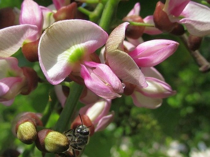 Pongamia pinnata