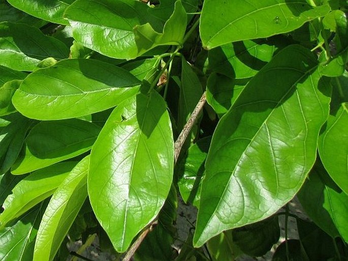 Pongamia pinnata