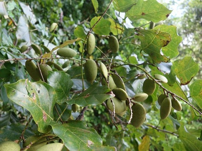 Pongamia pinnata