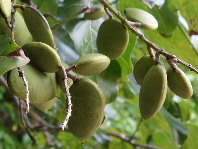 Pongamia pinnata