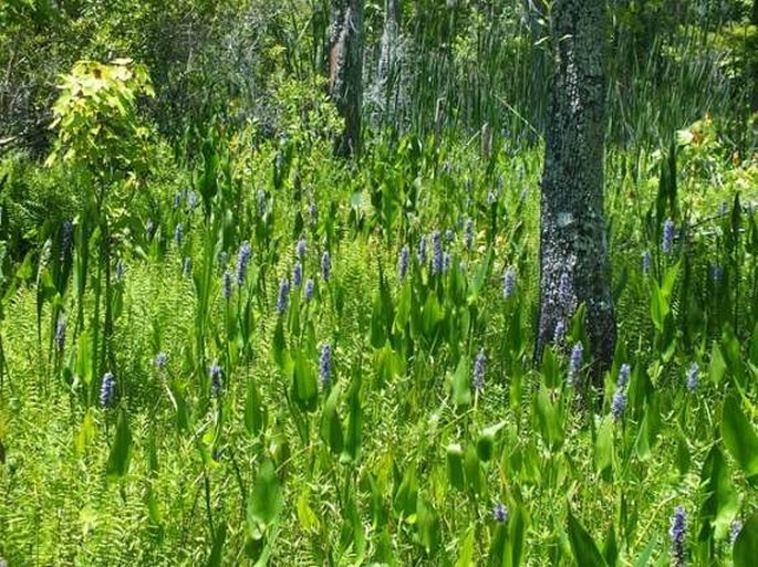 Pontederia cordata