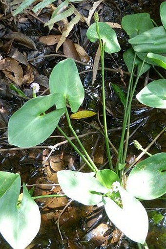 Pontederia sagittata