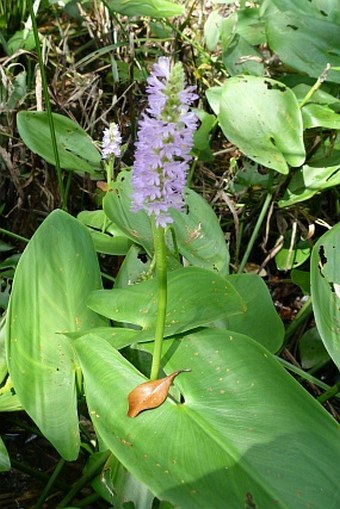 Pontederia sagittata