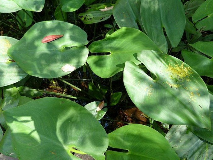 Pontederia sagittata