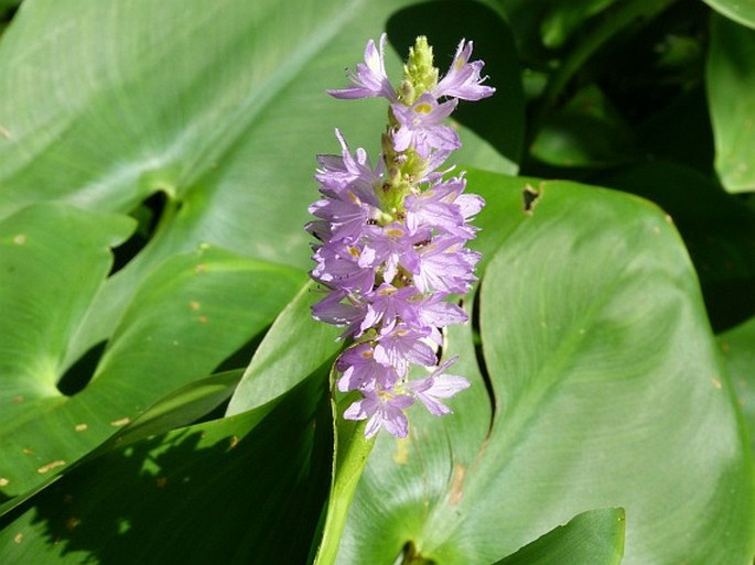 Pontederia sagittata