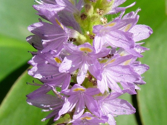 Pontederia sagittata