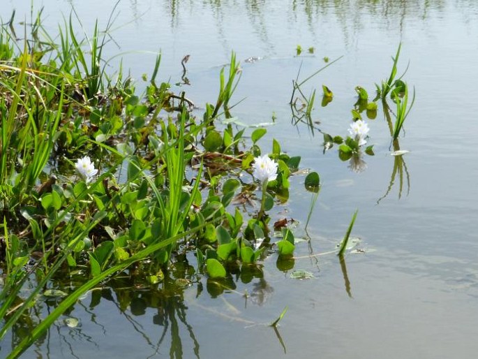 Pontederia subovata