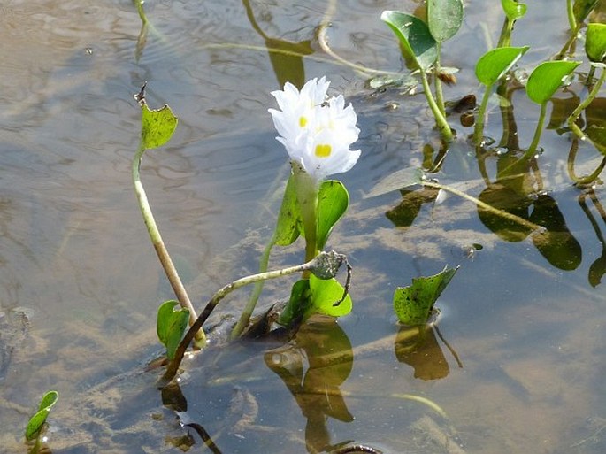 Pontederia subovata