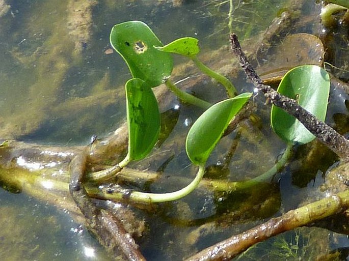 Pontederia subovata