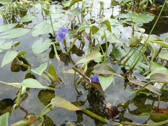 Pontederia vaginalis