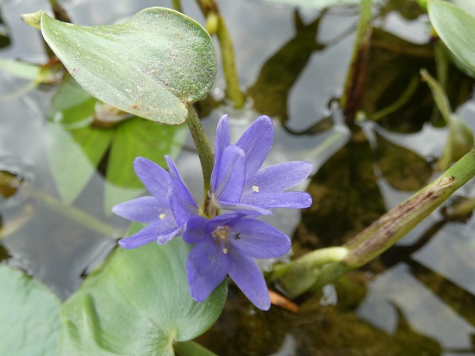 Pontederia vaginalis