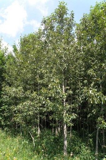 Populus balsamifera