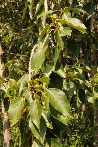 Populus balsamifera