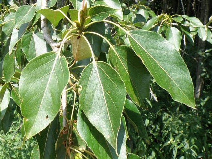 Populus balsamifera