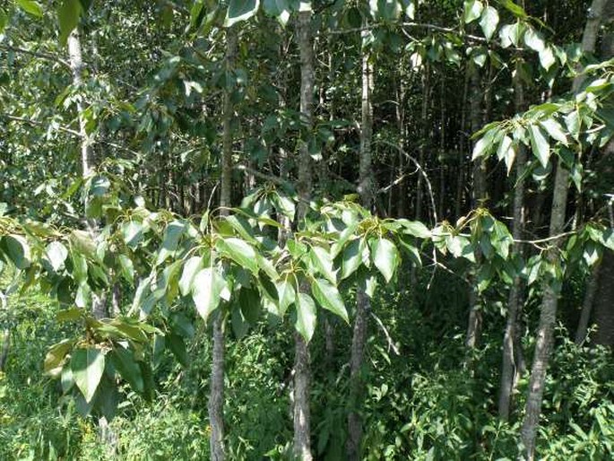 Populus balsamifera