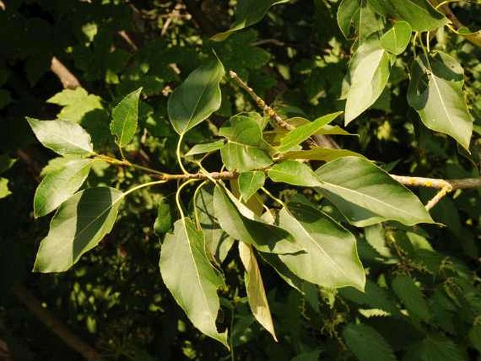 Populus balsamifera