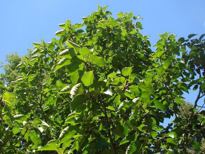 Populus lasiocarpa