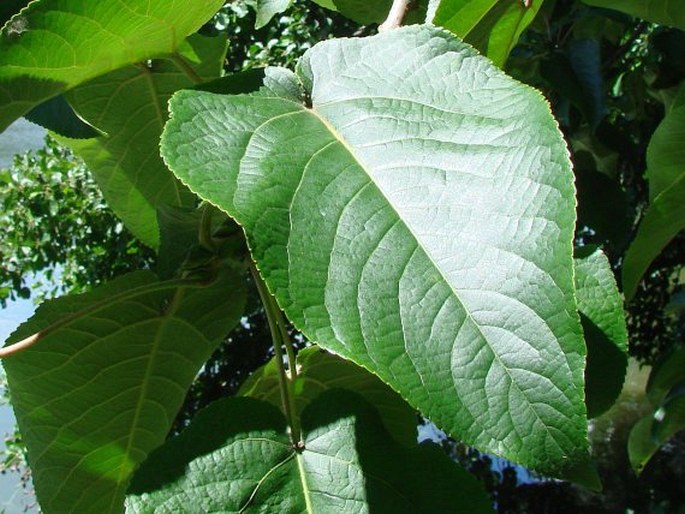 Populus lasiocarpa