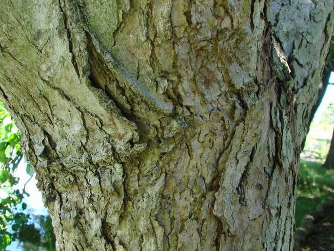 Populus lasiocarpa