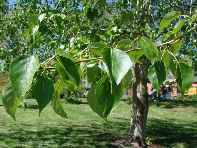 Populus cathayana