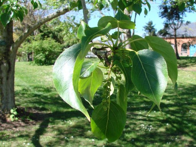 Populus cathayana